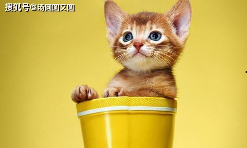 娱乐吃瓜茶小猫,揭秘茶小猫的瓜界传奇